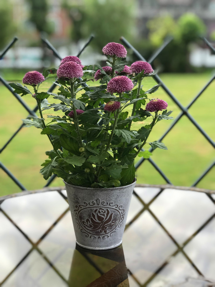 ins风乒乓菊小盆栽