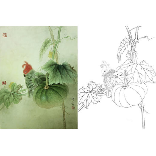 龚雪青工笔花鸟白描底稿南瓜鹦鹉斗方小品册页多种白描尺寸可选xq65