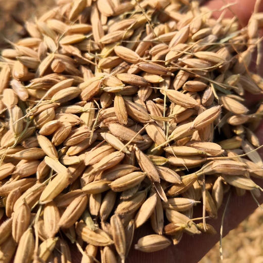 五常 有机酵素大米10斤装米砖 红绿包装无区别哦！ 商品图9