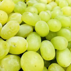 【新疆马奶】甜度在20以上，甜似蜜，无核，所以也叫无核白