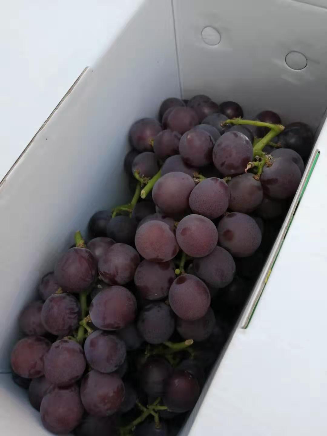 浦江巨峰葡萄 一箱五斤 搭配其他包装 不单独发