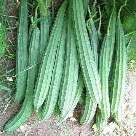 丝瓜约15斤广东从化银林生态农场