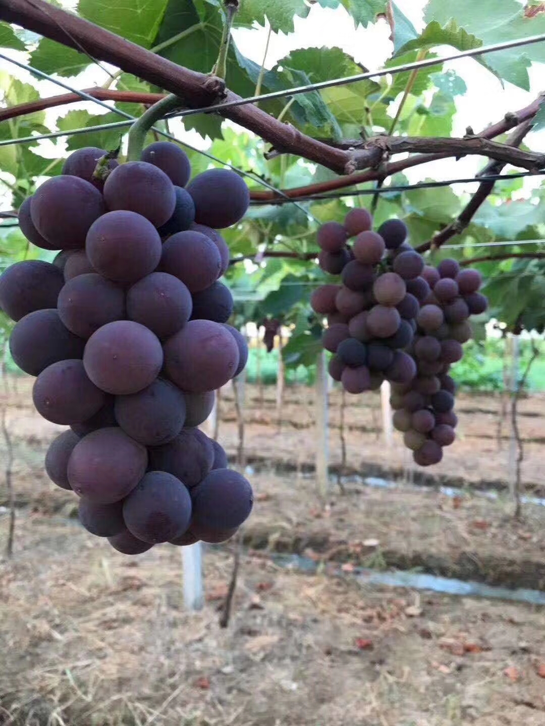 浦江巨峰葡萄 一箱五斤 搭配其他包装 不单独发