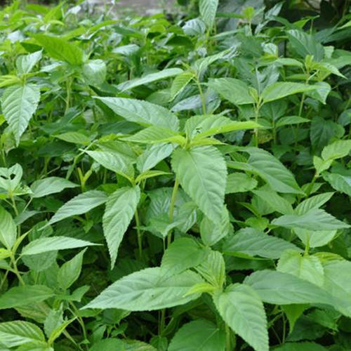 香麻叶消脂广东从化银林生态农场