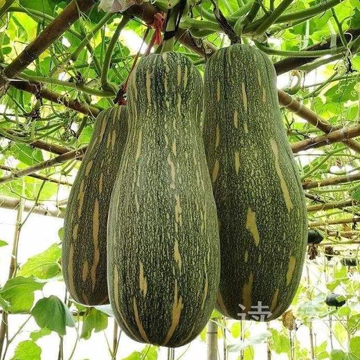 青蜜本南瓜(500g) - 蔬菜