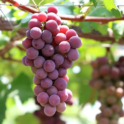 G20特供 浦江巨峰葡萄五斤装 商品图2