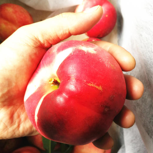 【店长推荐】红珊瑚油桃 [约3斤/份]