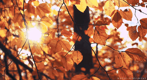 立秋 | 却是填补一整个夏天过去后空虚的五脏六腑的最佳时机