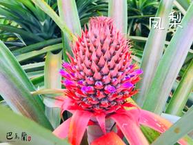 包养一棵与萤火虫为伴的生态凤梨 巴马兰庄第三期认筹