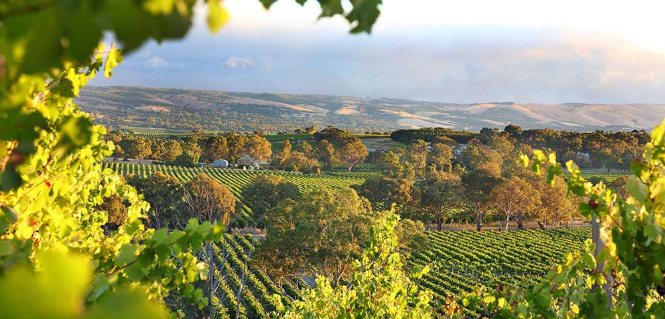 卡拉曼达酒窖精选霞多丽白2018kalamandacellarselectchardonnaysouth