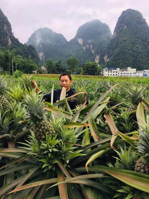 包养一棵与萤火虫为伴的生态凤梨 巴马兰庄第三期认筹 商品图3