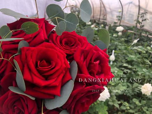 【心跳】红玫瑰9支 尤加利叶大圆叶1支（夏木设计） 商品图4
