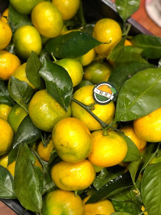 云南叶橘盒装500550g