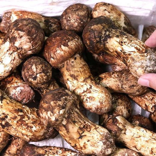 现摘云南野生新鲜松茸菌(顺丰冷链包邮)