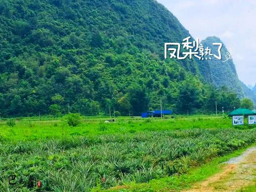 包养一棵与萤火虫为伴的生态凤梨 巴马兰庄第三期认筹 商品图1