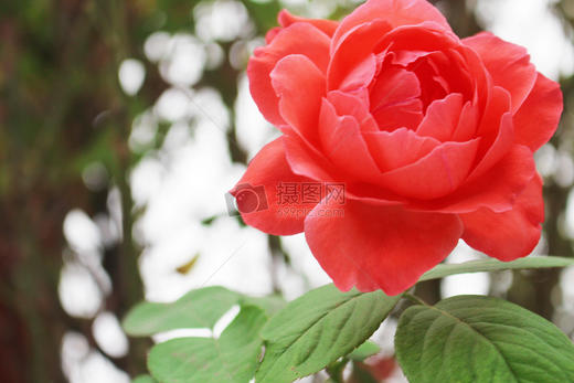 黑珍珠定金预售--5期 商品图2