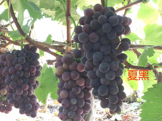 葡萄预售 商品图0