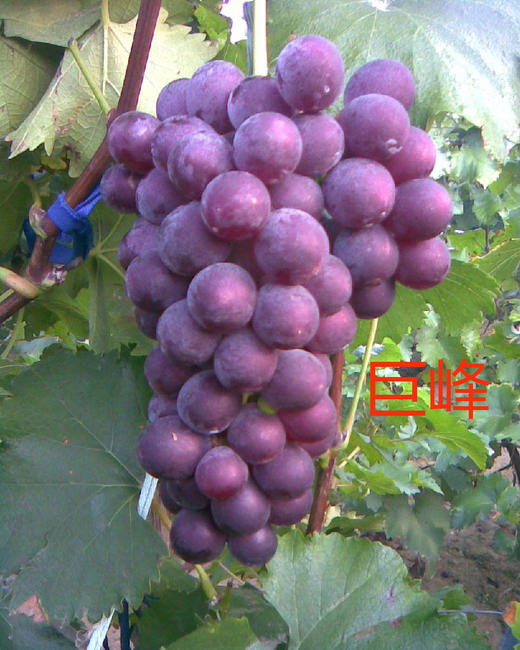葡萄预售 商品图2