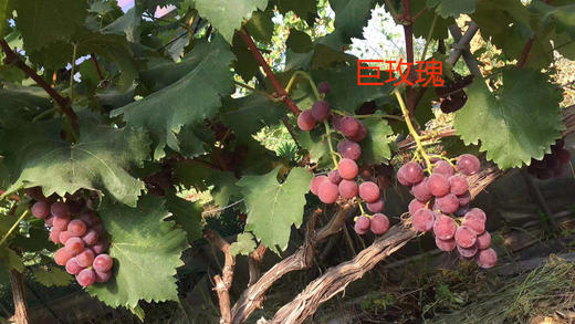 葡萄预售 商品图4