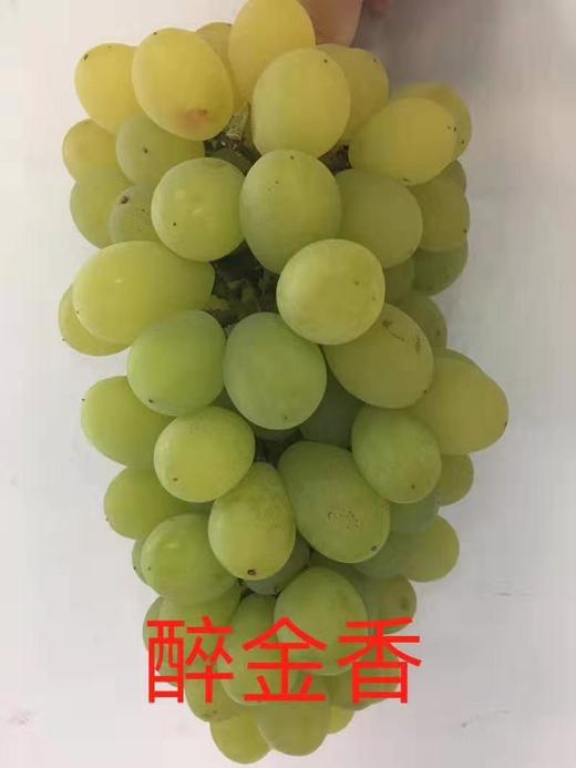 葡萄预售 商品图1