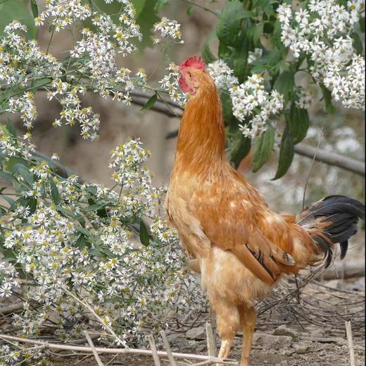 【临安散养 高山童子鸡】临安高山放养小公鸡, 富含胶原蛋白,鲜嫩无比