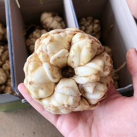 宜兴百合 超大果 现挖新鲜百合 片大饱满 现挖空运现发