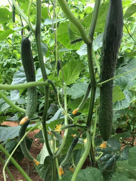 【鸿翠园招牌菜】鸿翠园 有机水黄瓜 商品图6