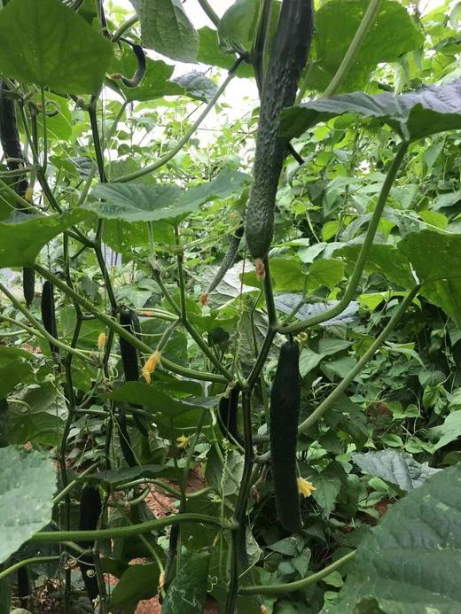 【鸿翠园招牌菜】鸿翠园 有机水黄瓜 商品图10