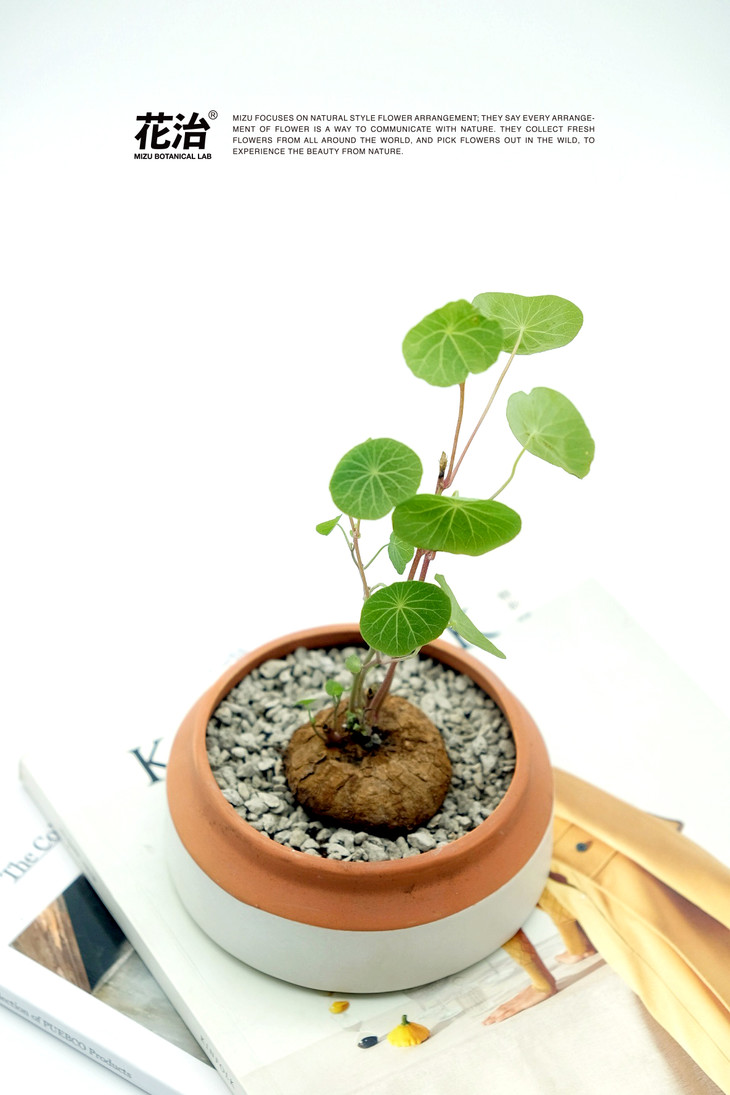 泰国进口 圆叶素可泰