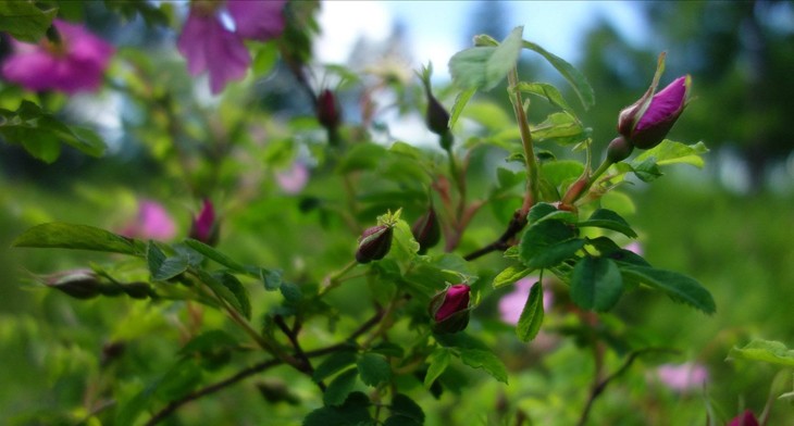 大興安嶺野生玫瑰花茶玫瑰純露