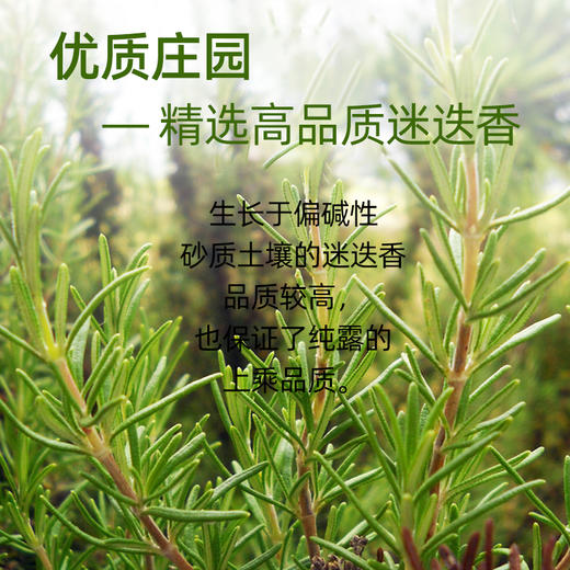 【马鞭草毛孔清洁纯露】去黑头 去闭口 改善毛孔粗大 迷迭香植物纯露 养出细腻肌肤 商品图3