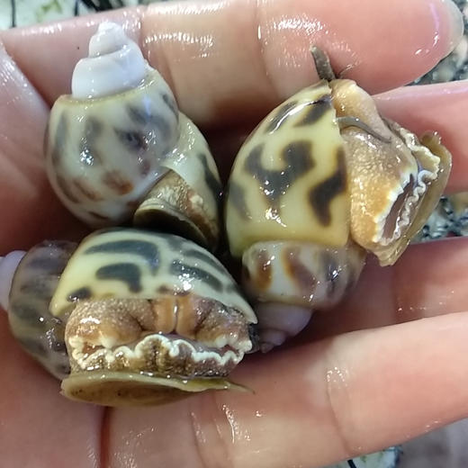 海鲜精选东山海鲜61野生花螺推荐菜螺汤清凉可口孩子积食不消化和菜