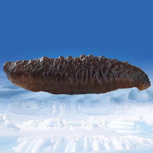 御歆坊冰岛即食海参120头毛重8斤左右