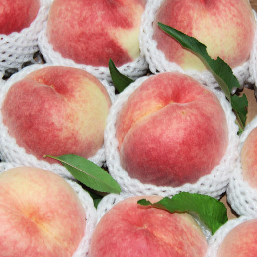 北京平谷9号大水蜜桃香甜可口软糯爆汁