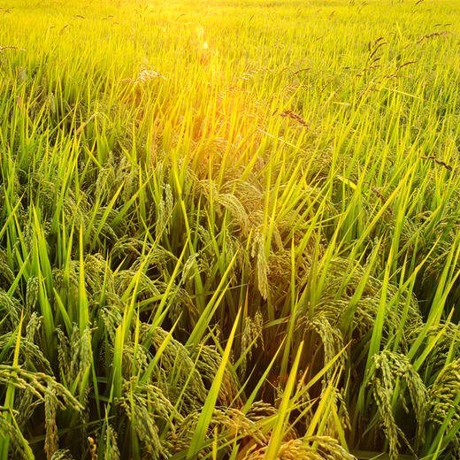 【火山石板田有机贡米】5斤试吃装；带壳存稻不存米；每月加工脱壳，原产地直发。大米 商品图4