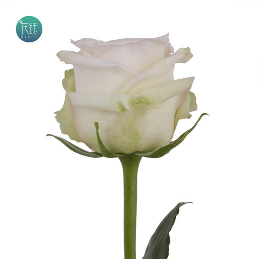 逸禾昆明国产优质玫瑰白色荔枝910枝打包会裁剪部分长