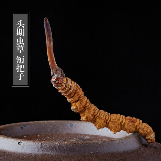 【极盏那曲虫草】 道地品质 西藏那曲头期虫草   2根/g 3根/g 4根/g   5g起 商品图1