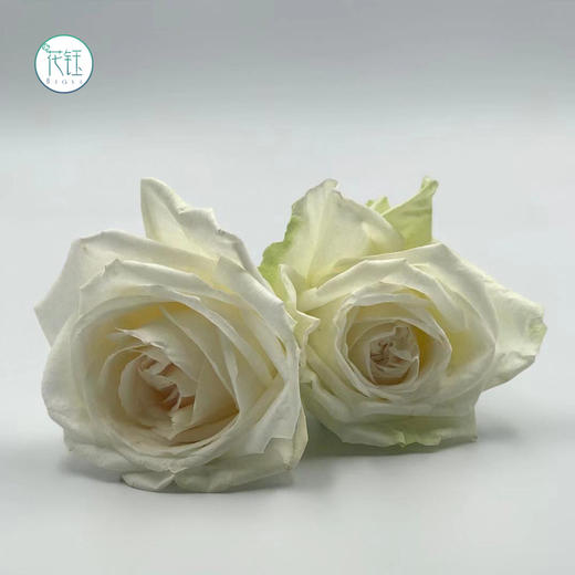 逸禾昆明国产优质玫瑰白色荔枝910枝打包会裁剪部分长