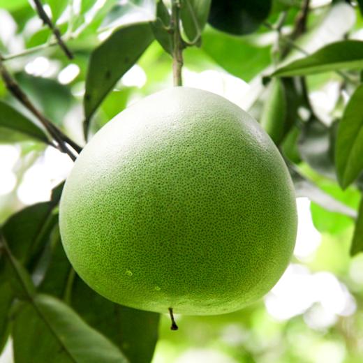 海南澄迈柚中王者青皮绿柚食之清香盈口清甜解暑让人越吃越喜欢吃