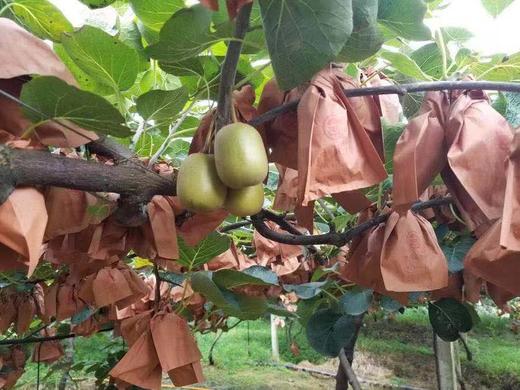 四川弥糊桃 商品图0