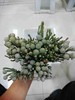 进口花-南非-银色珊瑚-10枝/扎 商品缩略图0