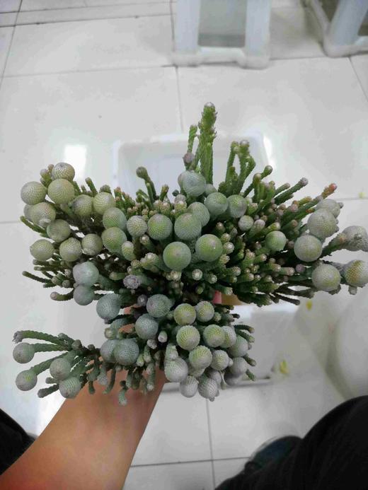 进口花-南非-银色珊瑚-10枝/扎 商品图0