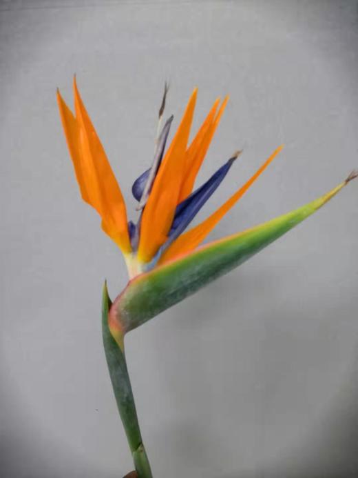 配花-天堂鸟-10枝/扎 商品图0