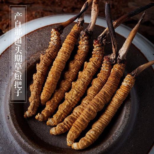 【极盏那曲虫草】 道地品质 西藏那曲头期虫草   2根/g 3根/g 4根/g   5g起 商品图2