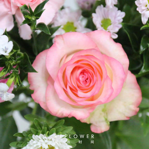 「红袖单头玫瑰」8枝 2枝防损-fx