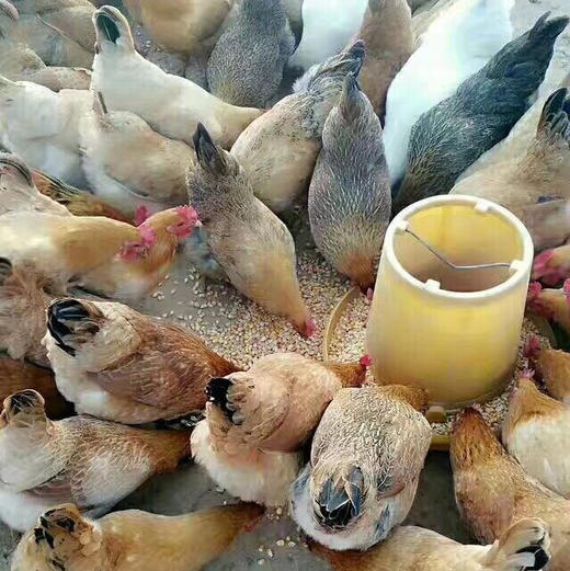 【下单后4小时发货】黄山仔鸡2只装（约1.4斤/只） 商品图8