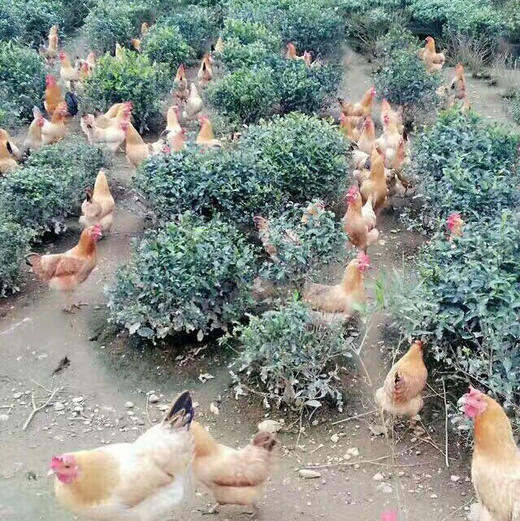 【下单后4小时发货】黄山仔鸡2只装（约1.4斤/只） 商品图2