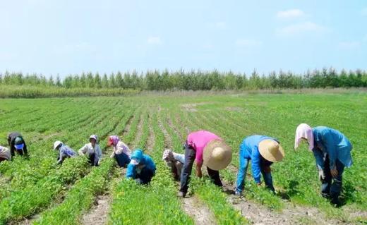 悦意有机大米、面粉、面皮 、面条、红小豆等系列 商品图2