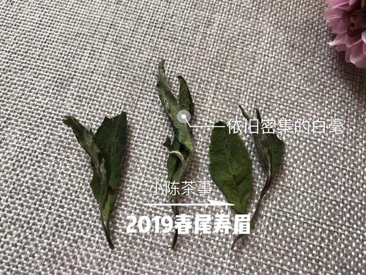 2019春寿眉（会员专属定制），兼具春白茶香，秋白茶韵的一款春白茶 商品图4