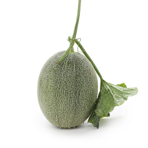 来自河套平原的三款蜜瓜